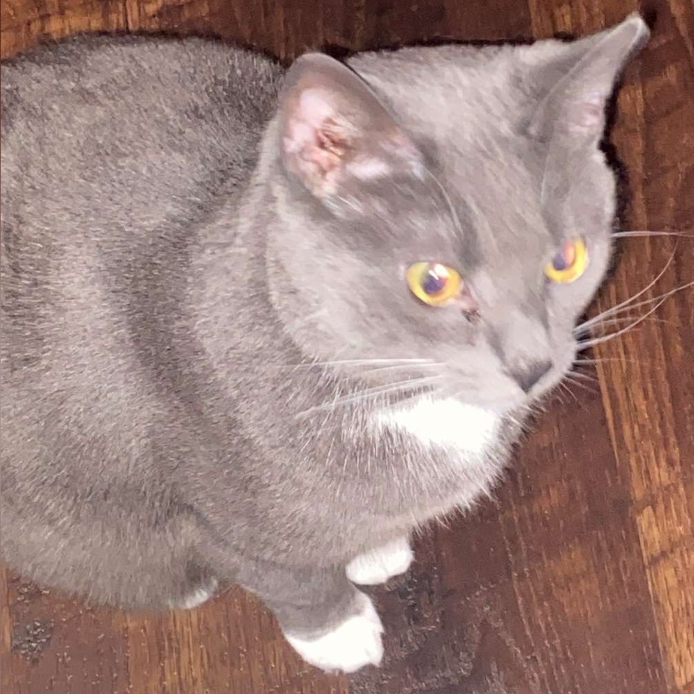 Meet your Posher, Julie